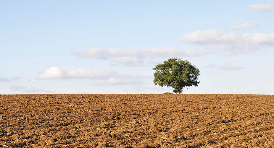 Stand Alone Tree