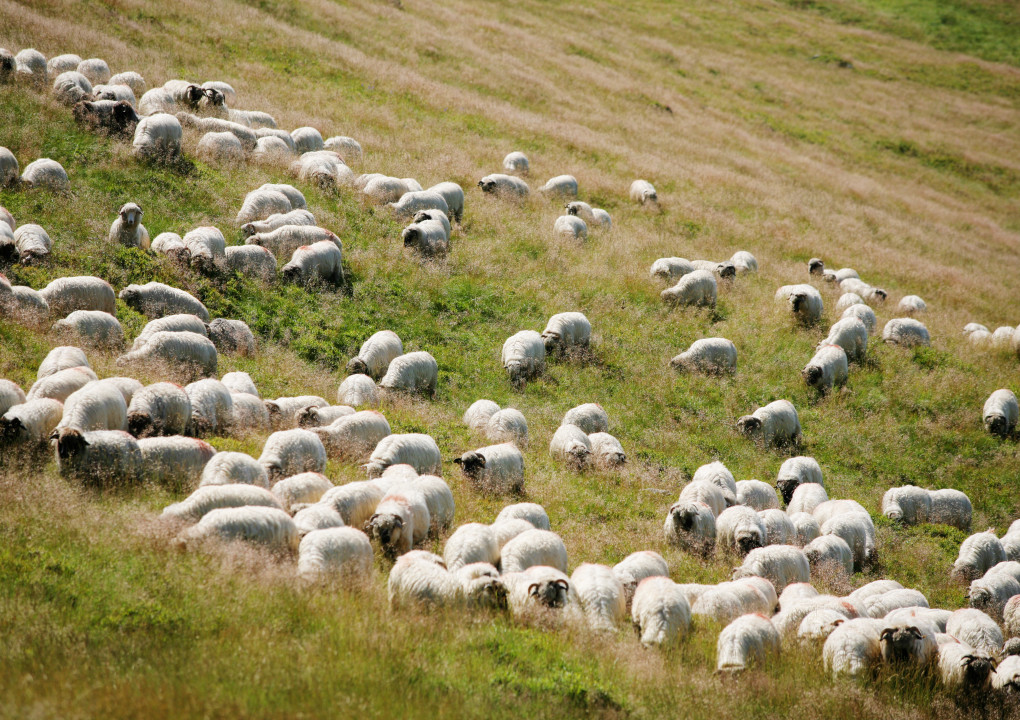 Sheep 2